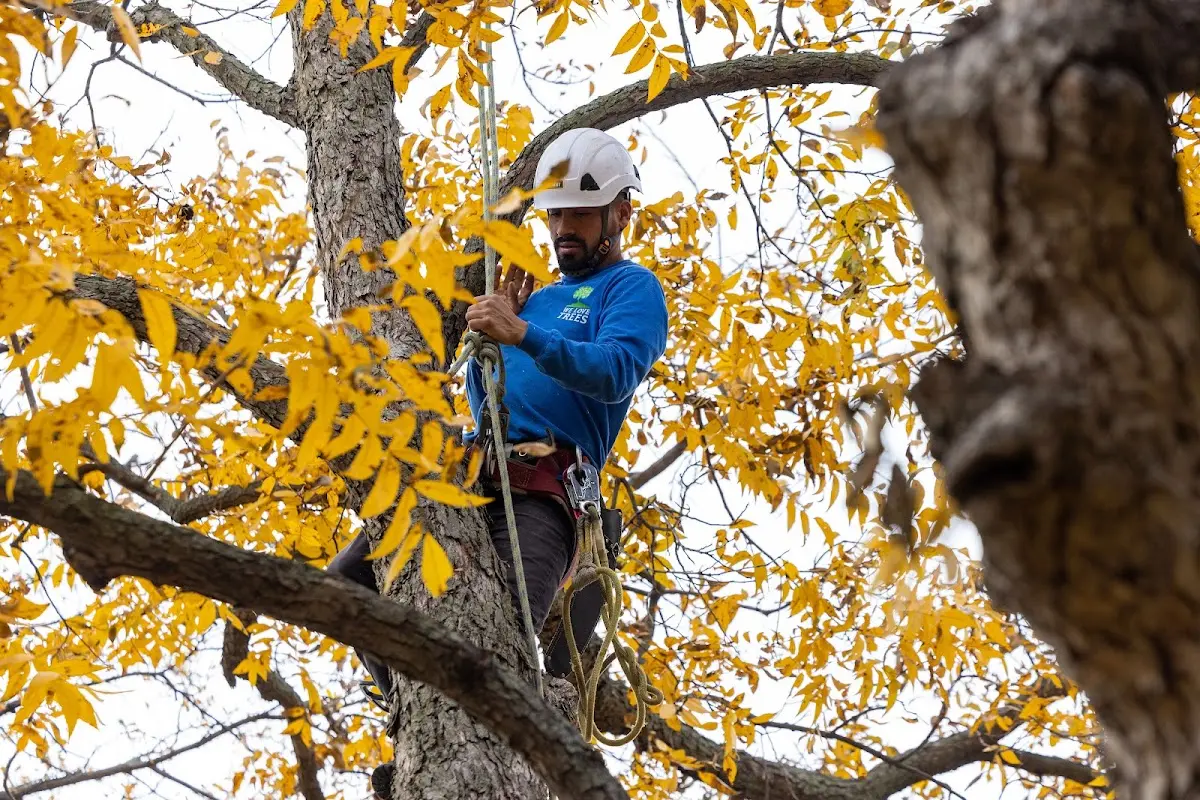 Skilled Tree Transplanting crew working in Argillite